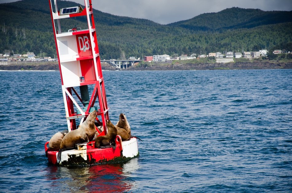 Sea lion on the water