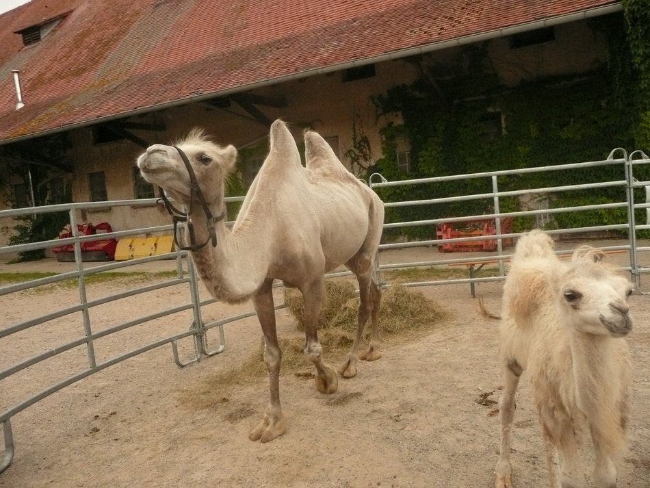 camels in freiburg