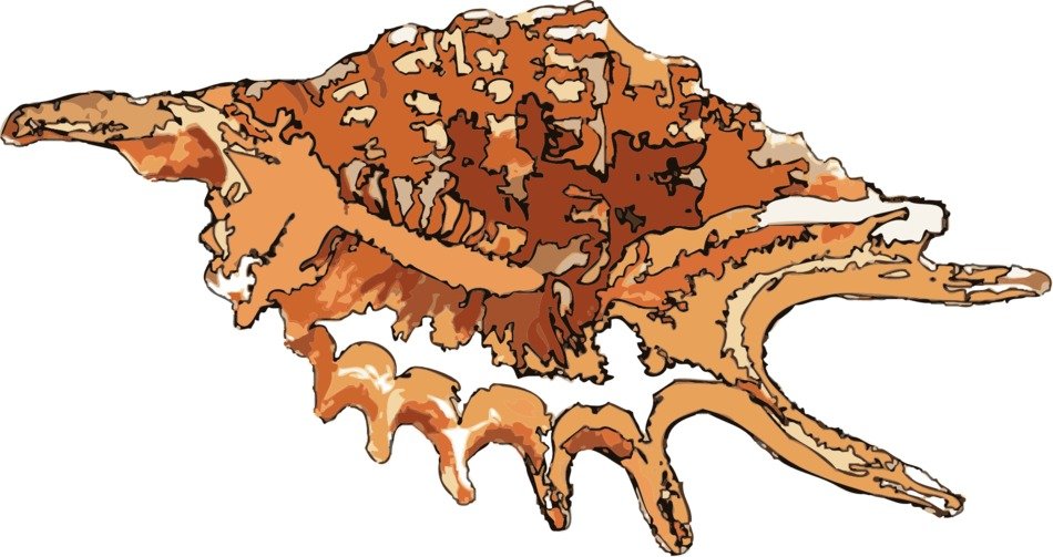 İllustration of Beautiful Sea Shell