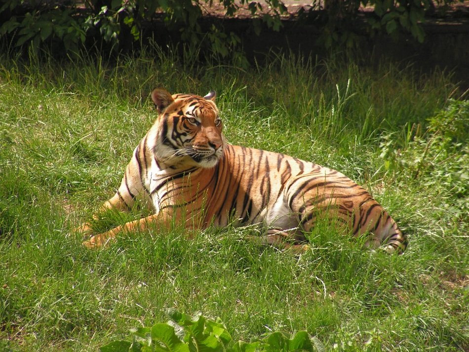 Tiger Body in the green grass