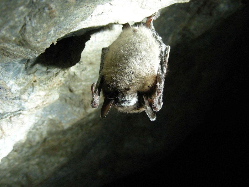 Lucifugus Myotis Bat