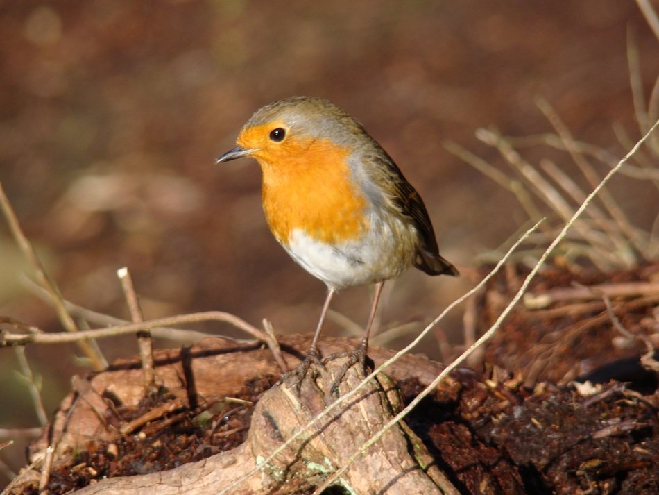 robin on a tree branch on the ground