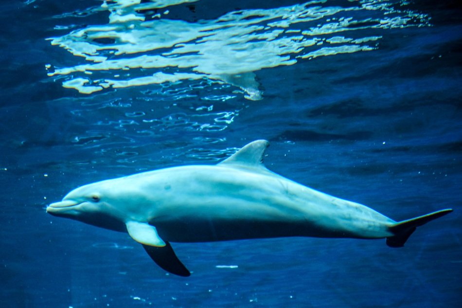 incredibly beautiful Dolphin