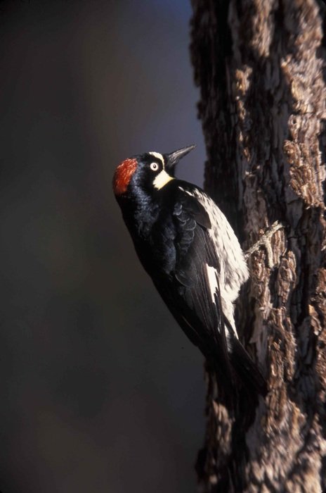 Formicivorus Melanerpes on a tree close up