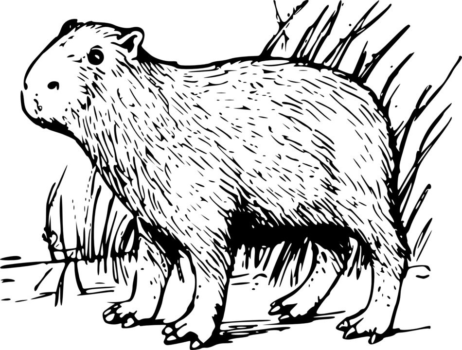 black and white graphic image of capybara in detail