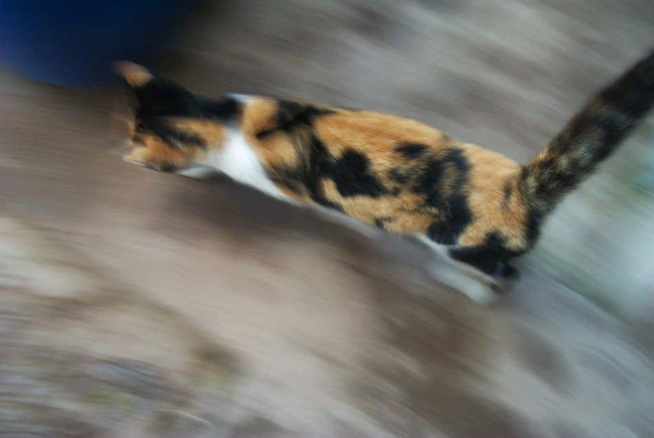 Cat Speed