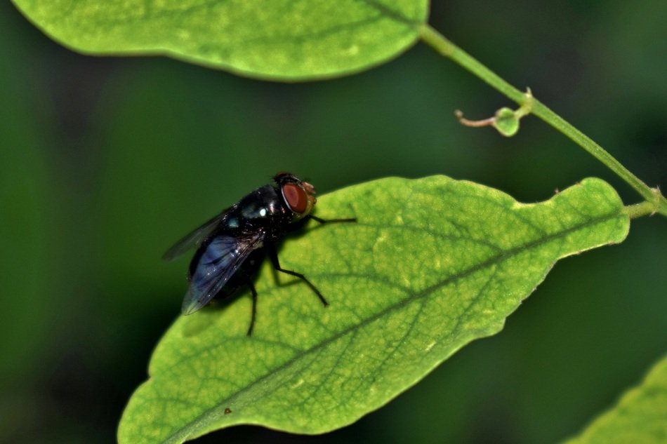 closeup picture of housefly on the green leaf