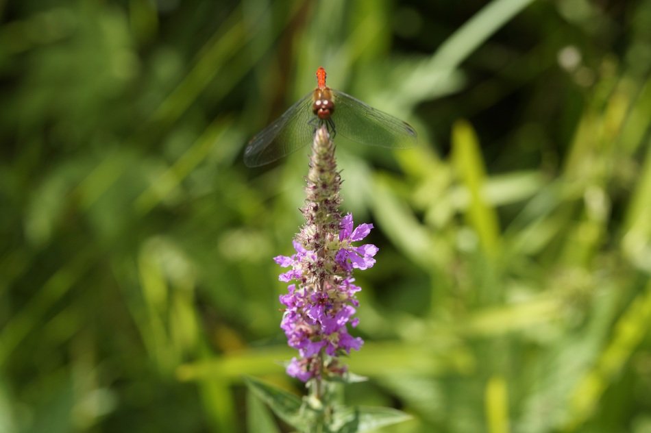 red dragonfly on the summer flower