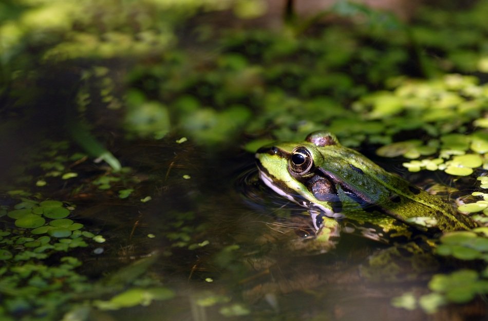 Frog in Pond