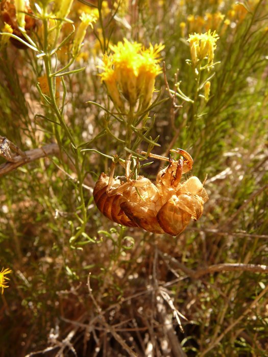 Close-up of the Insect Covering flowers