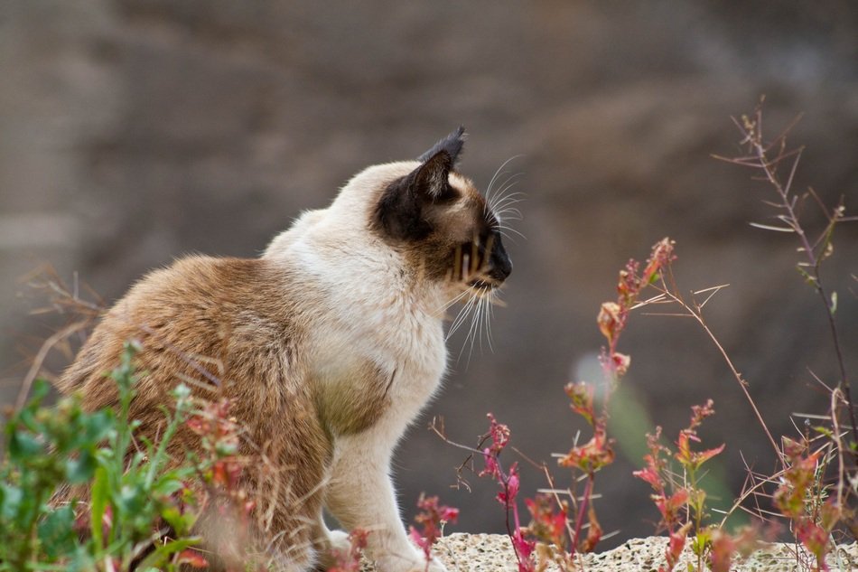 wild cat on the street