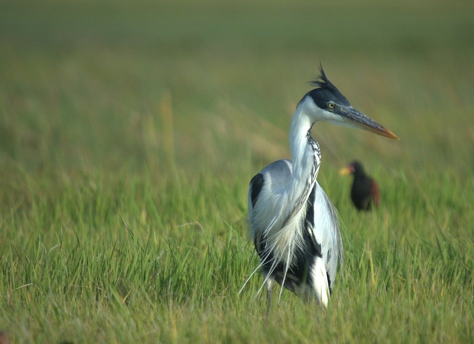 Cocoi Heron Bird