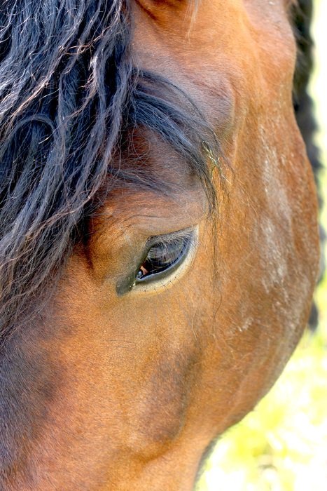 picture of horse head