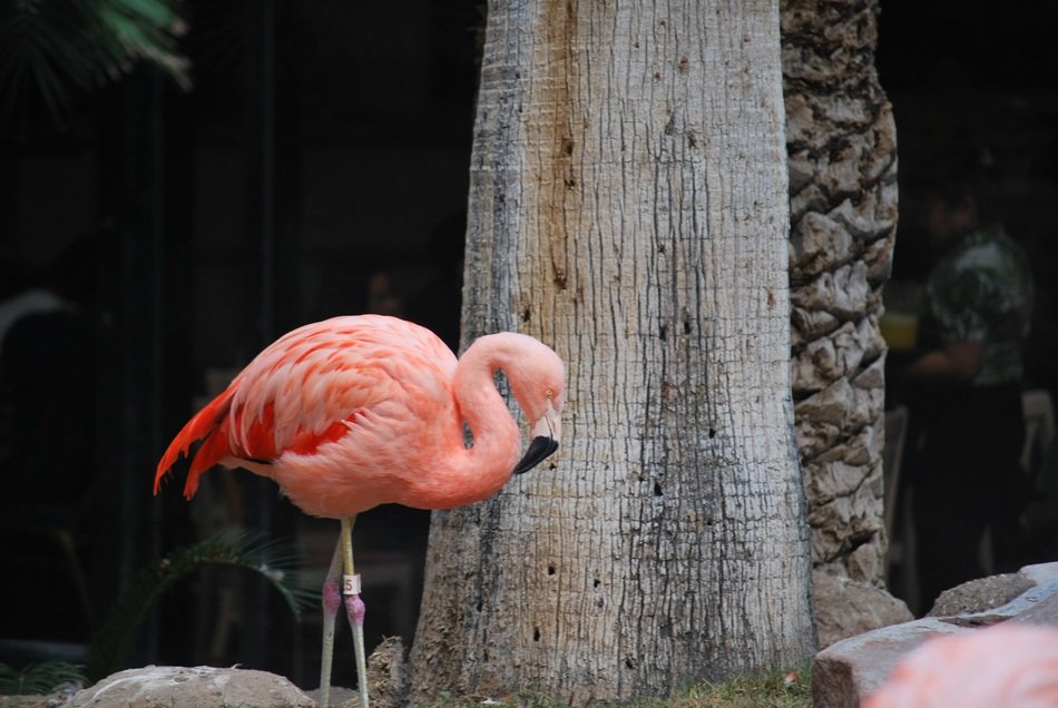 Pink flamingo near tree