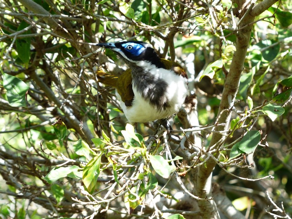 beautiful blue ear-honey-eater