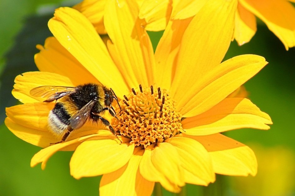 striped insect on yellow flower on a sunny day