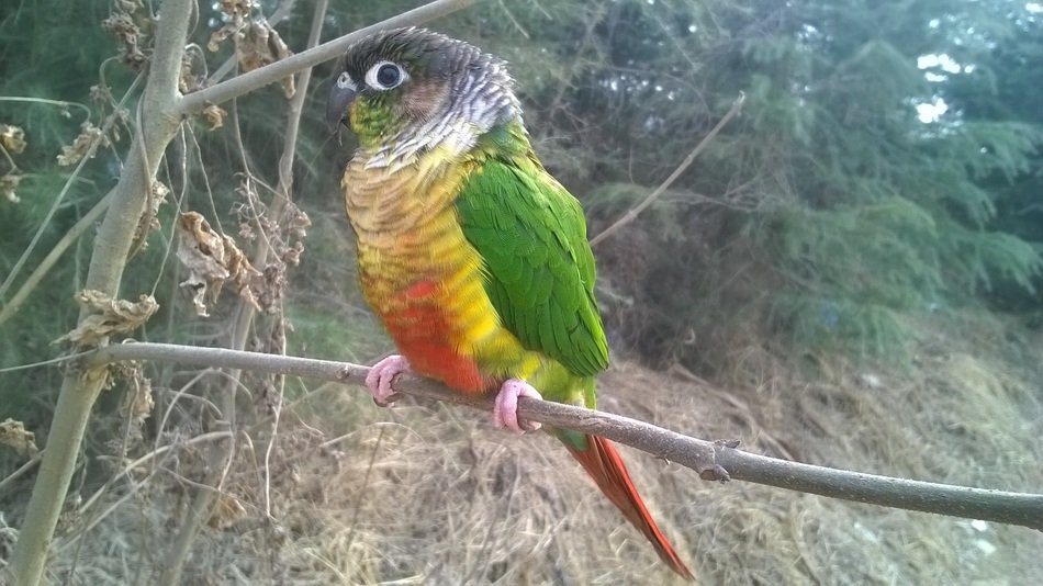 multicolor parrot on a background of green forest