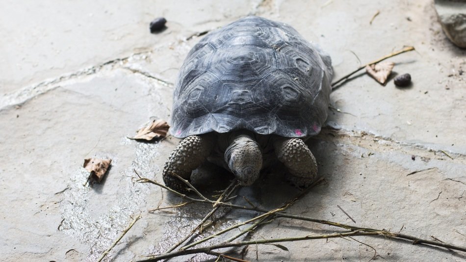 Turtle Tortuga
