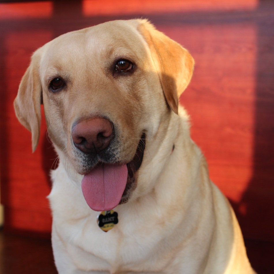 happy labrador on the background of a wooden wall