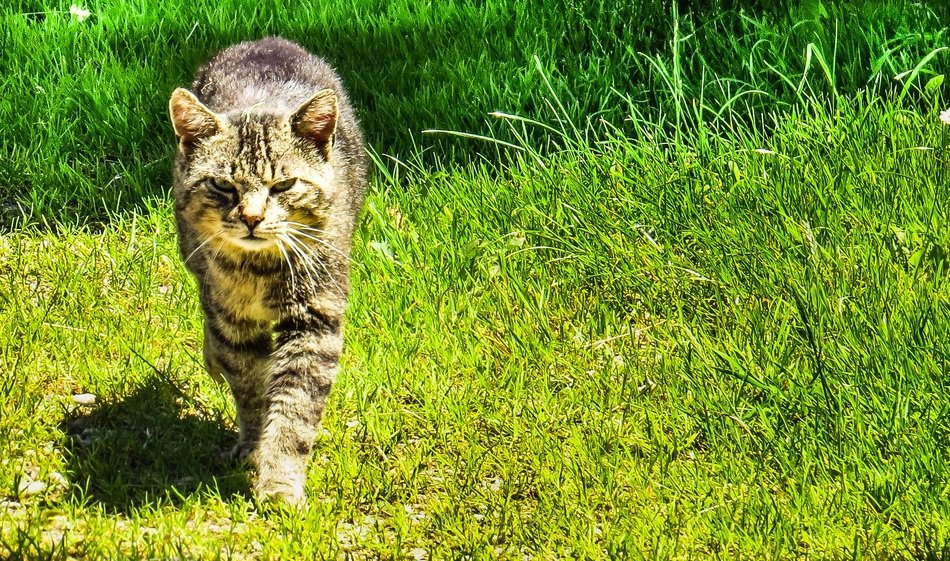charming angryCat