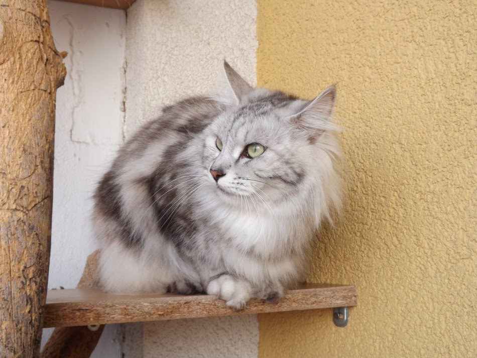 beautiful Cat Animal