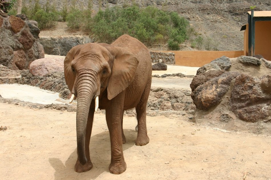 young elephant in the zoo