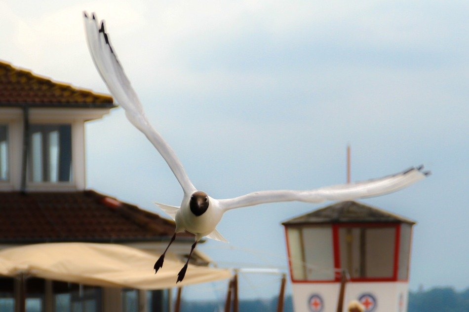 seagull in flight over the lighthouse