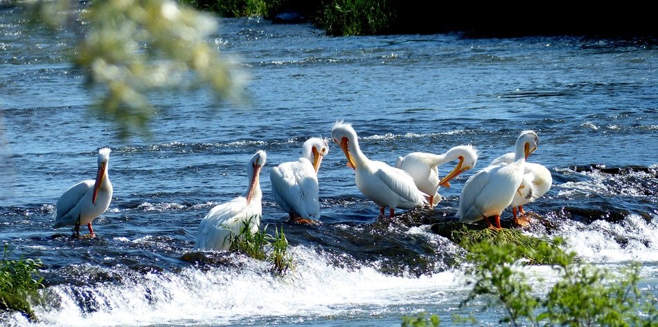 pelicans on the doorstep on the river on a sunny day