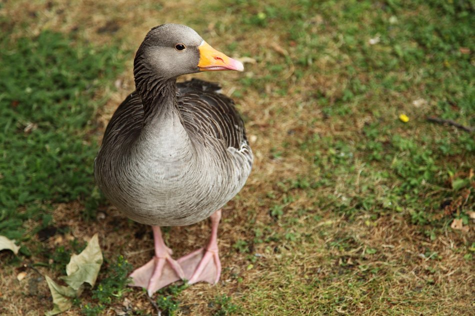 domestic grey goose