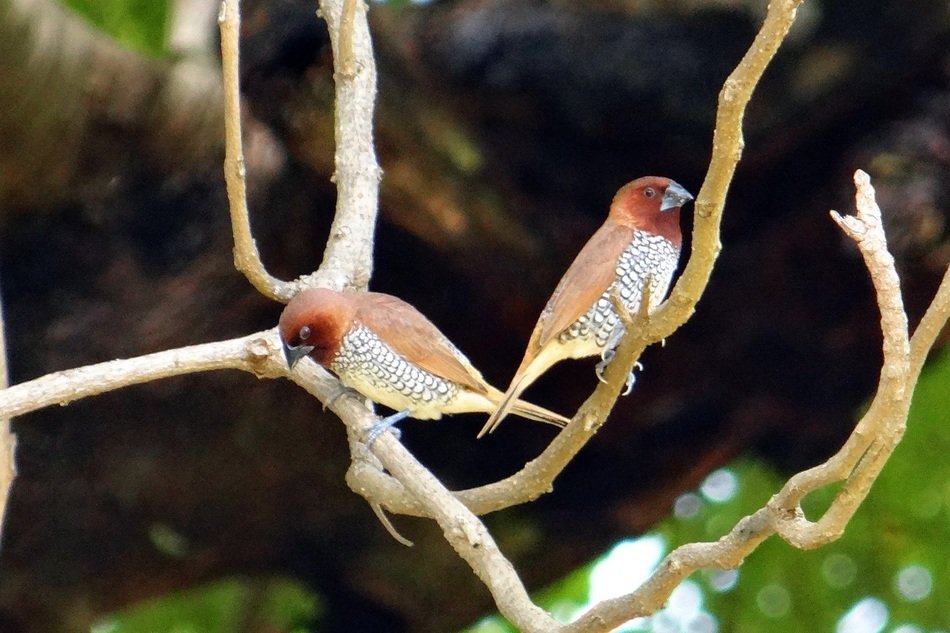 scaly-breasted munias on the tree