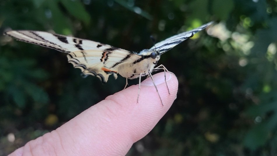 striped butterfly on man's finger