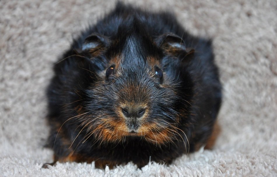 stunningly beautiful Guinea Pig