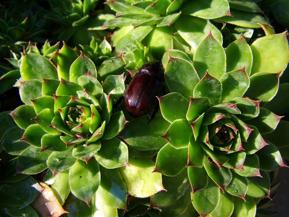 Rhinoceros Beetle is on the plant