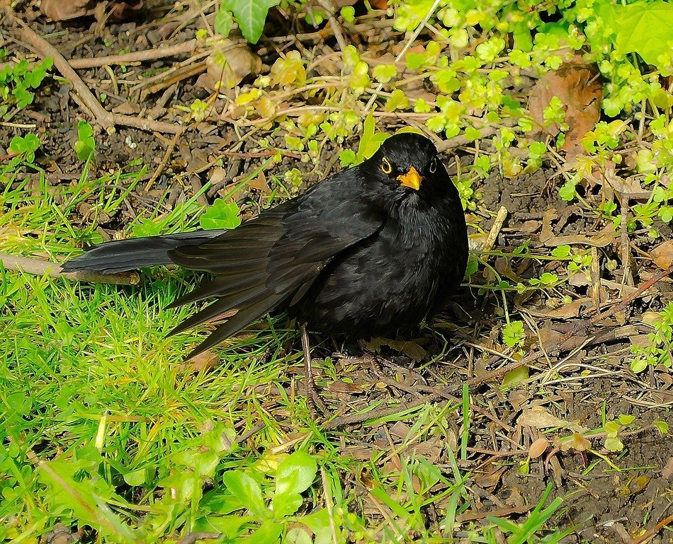Black bird on ground