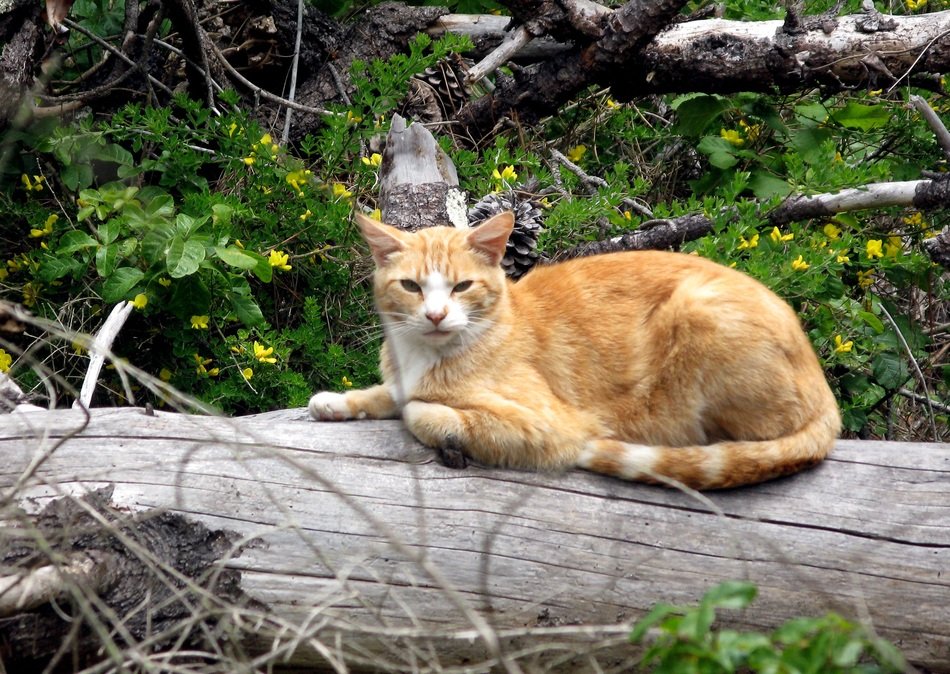 red cute cat resting on a log