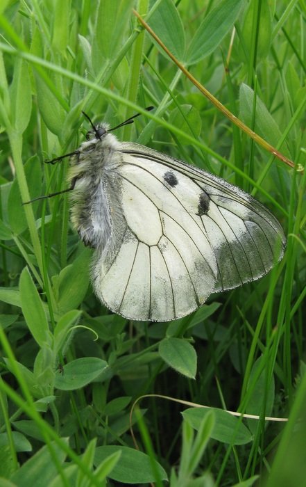 Parnassius Mnemosyne, white Butterfly in grass