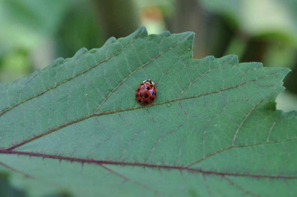 beautiful Ladybug Insect