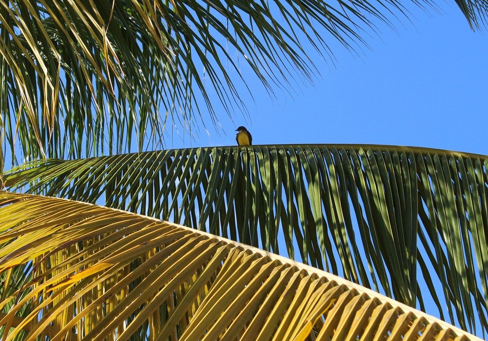 Bird on the palm