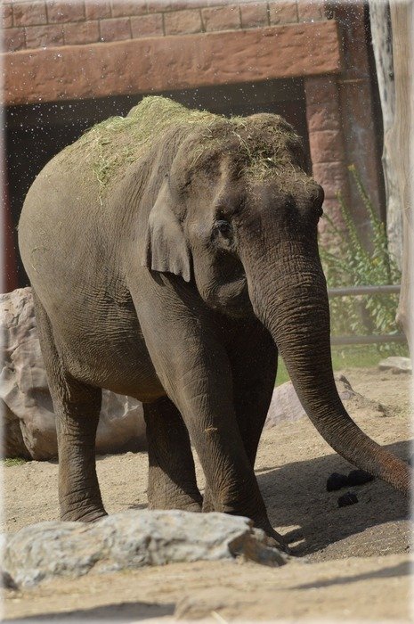 grey elephant in the reserve in Africa