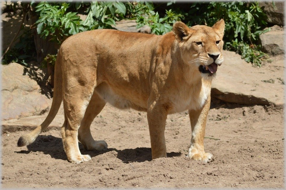 lion at the zoo in Amsterdam