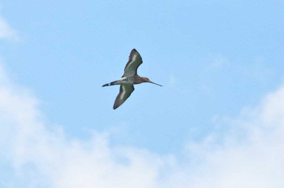 Black Tailed Godwit in flight