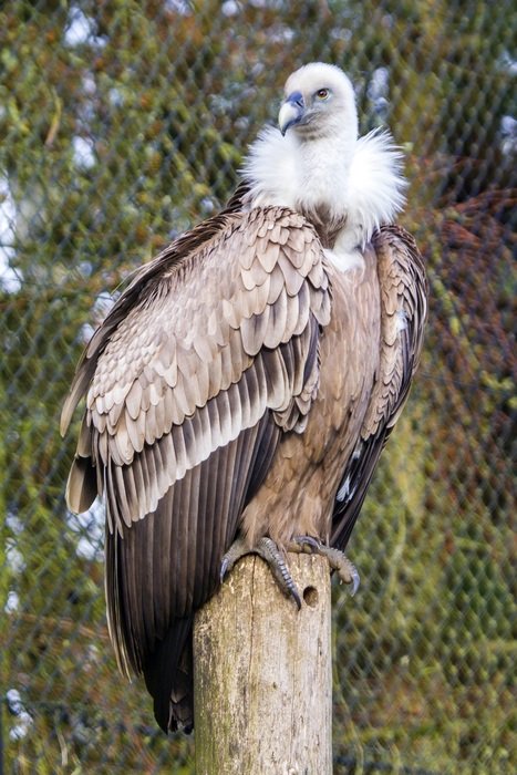 Bird Of Prey Griffon free image download