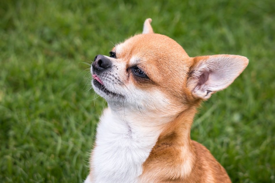 smart chihuahua dog