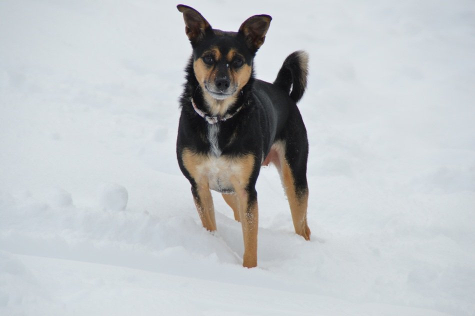 black terrier on the snow