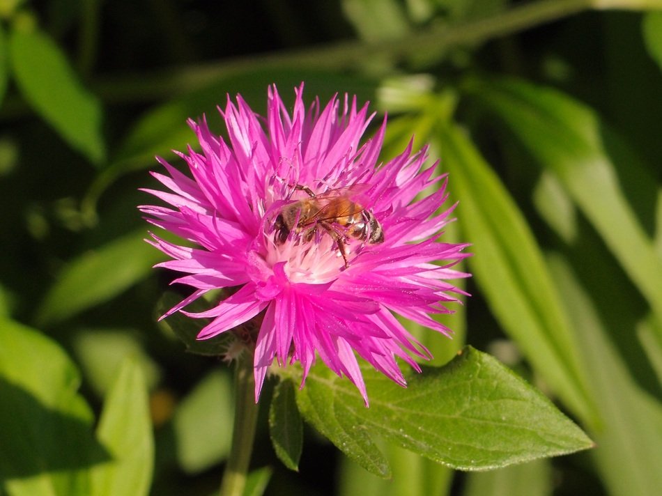bee on a flower on a summer day