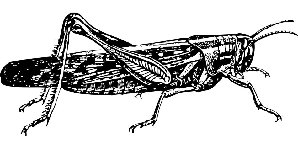 Grasshoppers Pest Hopper as a drawing
