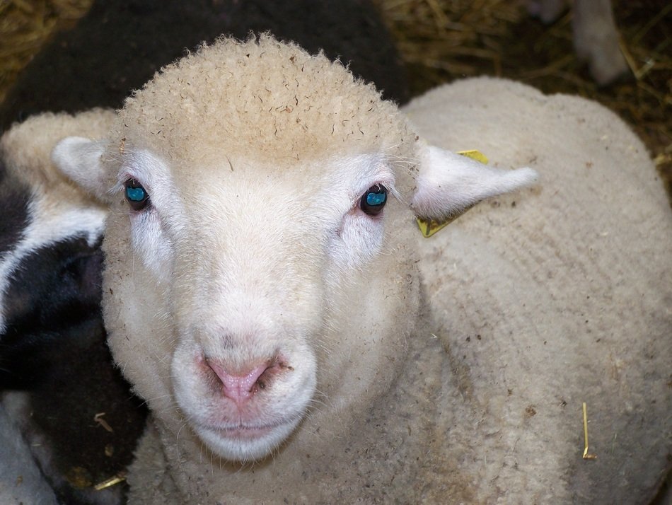 fascinating Sheep Hof
