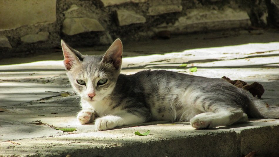 white-red kitten lies on the sidewalk, cyprus