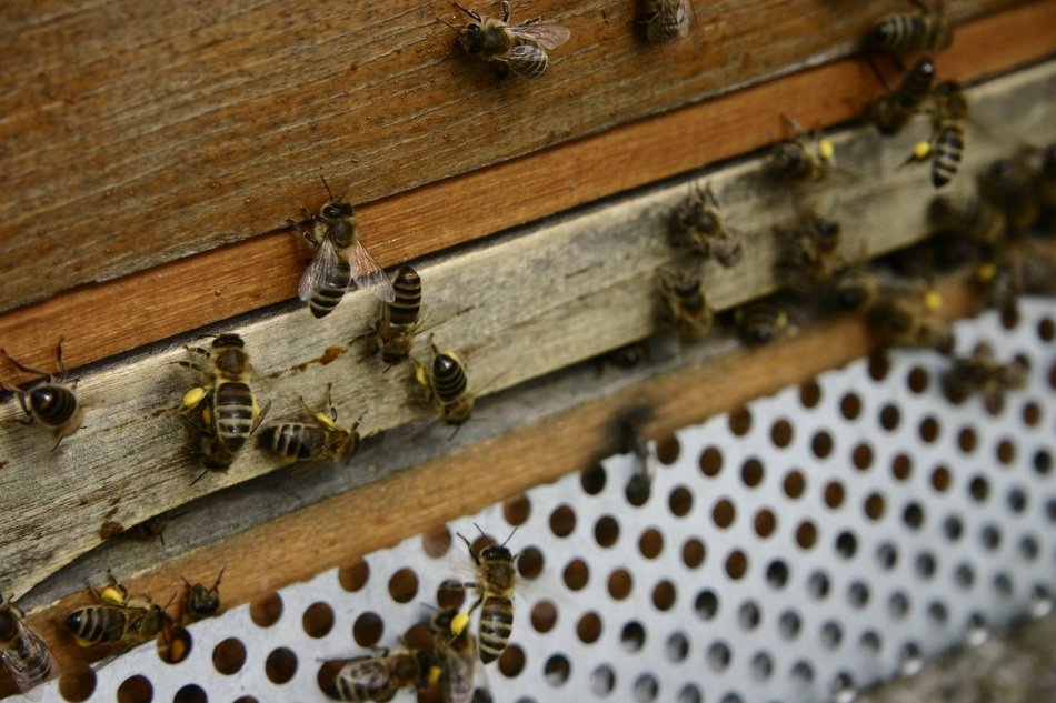 bees crawling around the hive