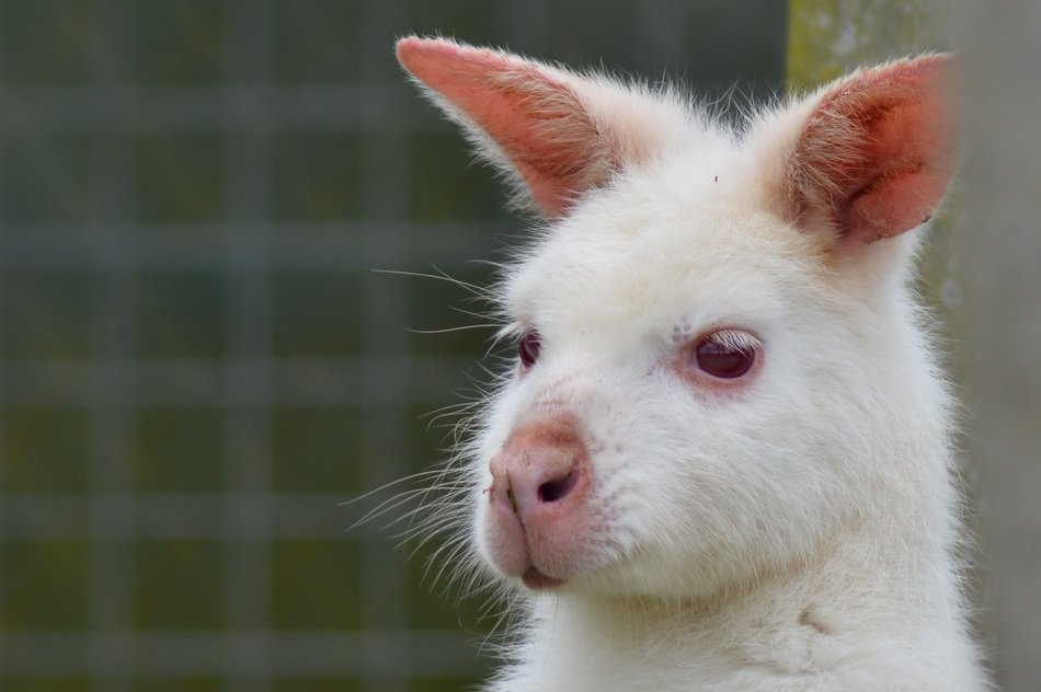 albinos Wallaby, head Portrait
